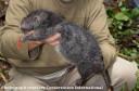 Big Rat